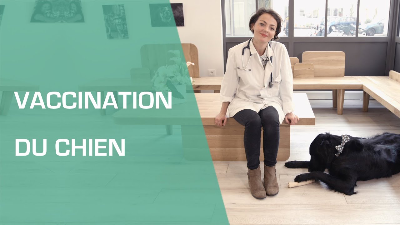 La vaccination du chien - Animaux