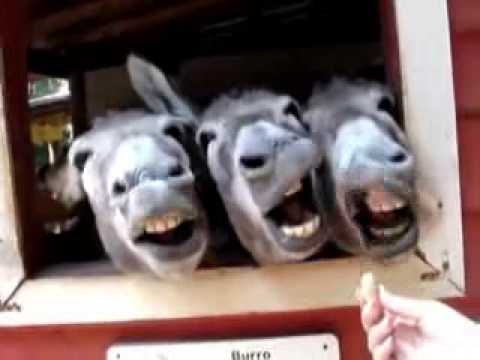 Top 10 des animaux les plus drole