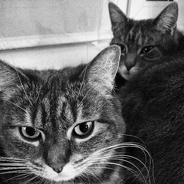 Yael et Azrael