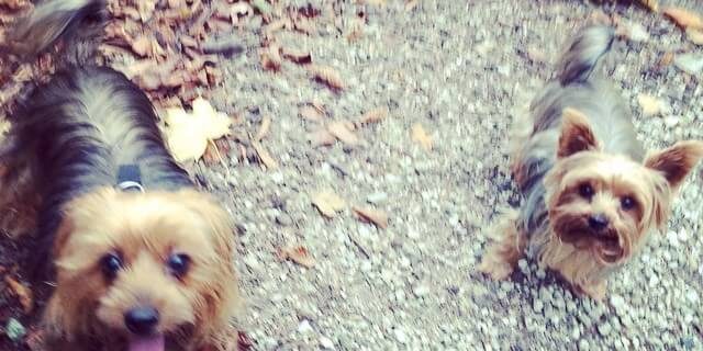 12237442_170065076676408_1414595891_n Promenade de chien à Bruxelles, Dog Walking, Cat Sitting