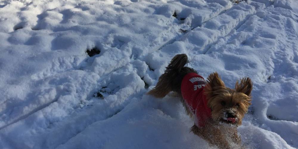 laissemoipromener-dogwalking4