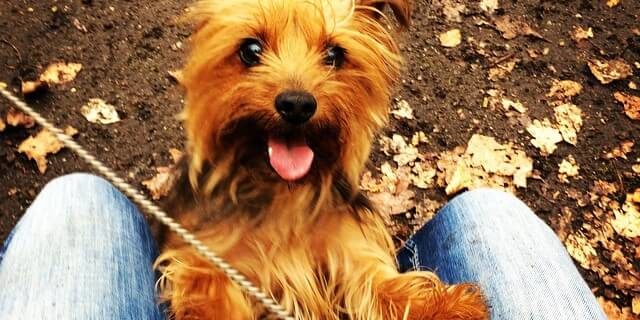 Laisse-moi promener TIger