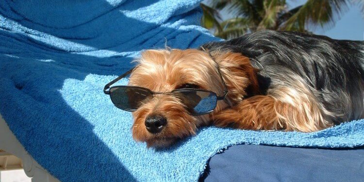 050817214648_95 Promenade de chien à Bruxelles, Dog Walking, Cat Sitting