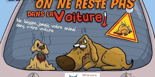 chaleur3 Promenade de chien à Bruxelles, Dog Walking, Cat Sitting