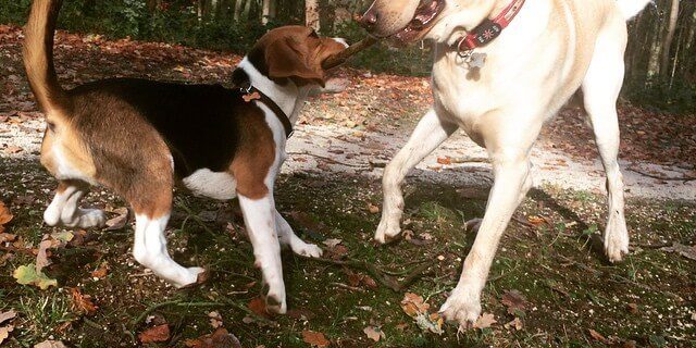 Promenade de chien à Bruxelles, Dog Walking, Cat Sitting