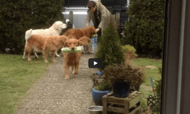 le blog des animaux domestique