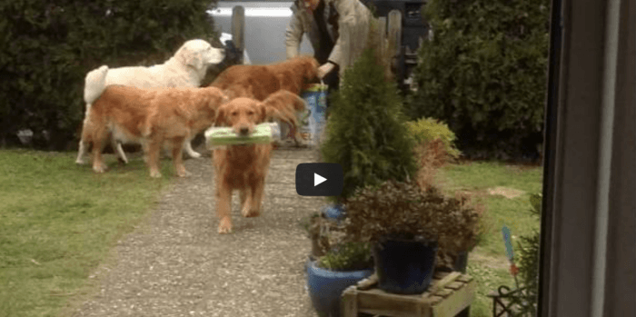 le blog des animaux domestique