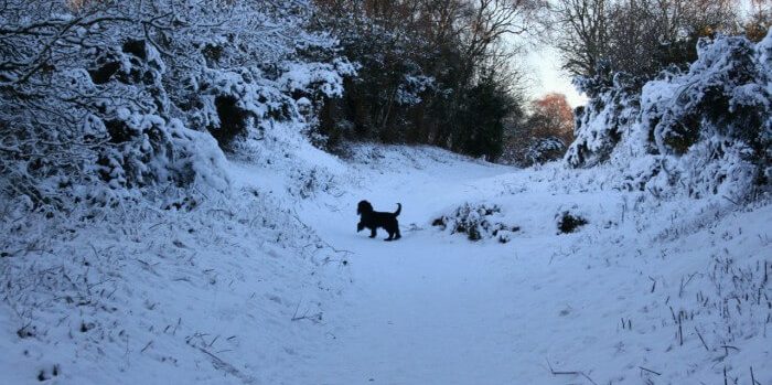 le blog des animaux domestique