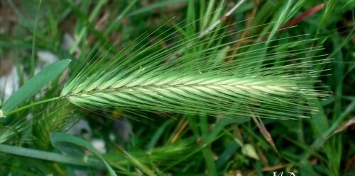 le blog des animaux domestique