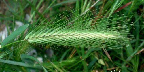 le blog des animaux domestique