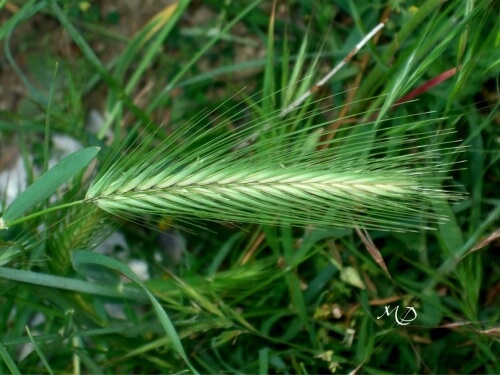 le blog des animaux domestique