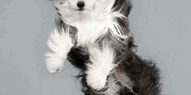 le blog des animaux domestique