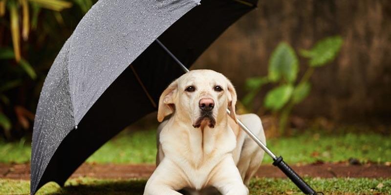 le blog des animaux domestique