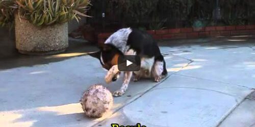 le blog des animaux domestique