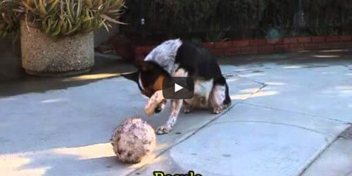 le blog des animaux domestique