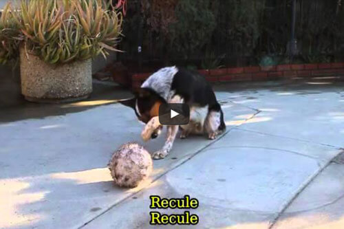 le blog des animaux domestique