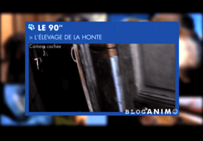 le blog des animaux domestique