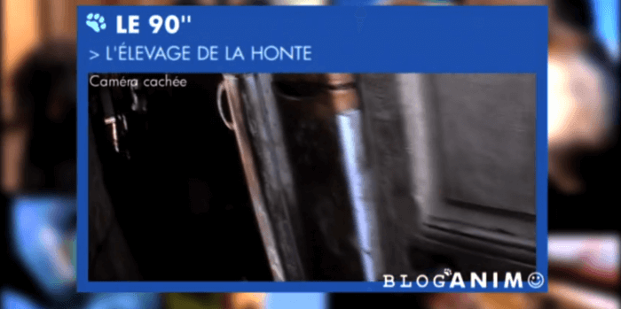 le blog des animaux domestique