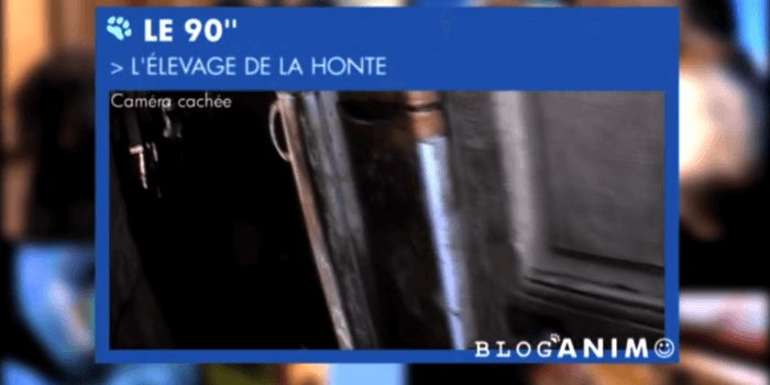 le blog des animaux domestique