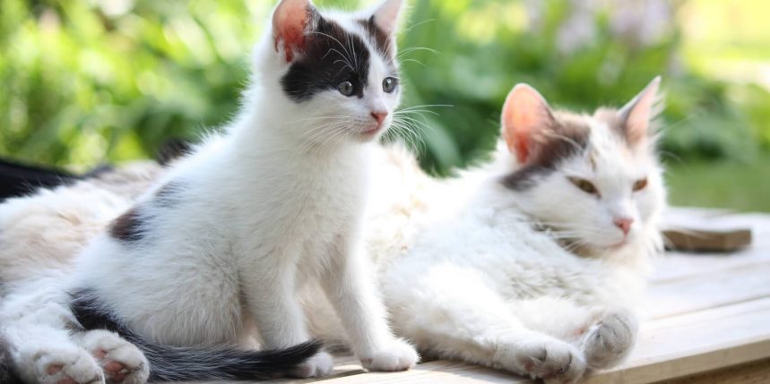 le blog des animaux domestique