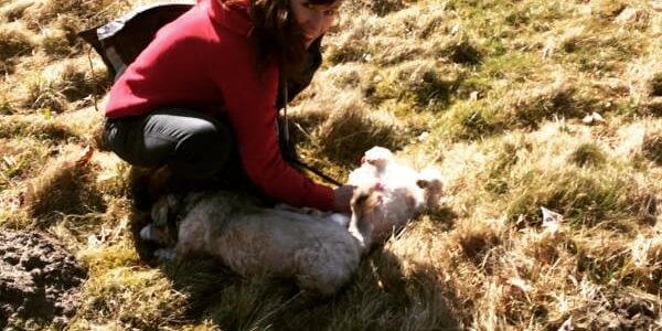 le blog des animaux domestique