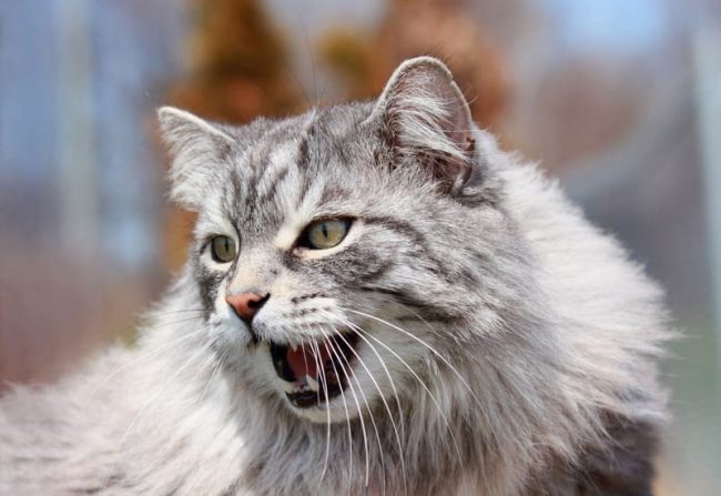 le blog des animaux domestique