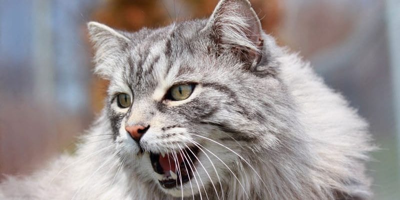 le blog des animaux domestique