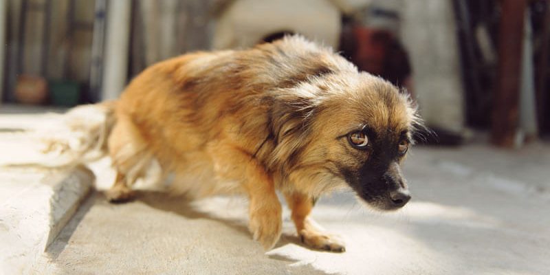 Craintif Et Dominant Est Ce Possible Le Blog Conseils Pour Chien