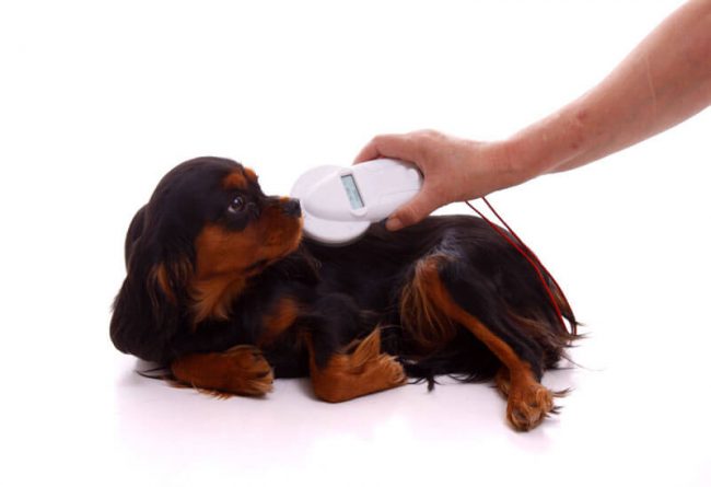 le blog des animaux domestique