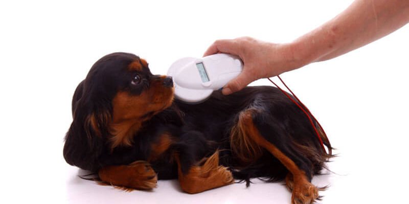 le blog des animaux domestique