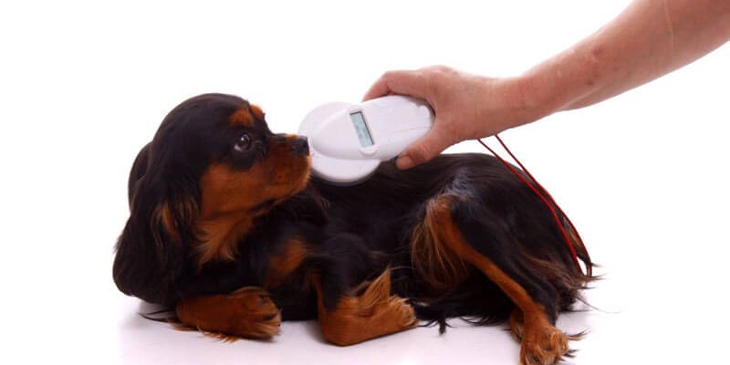 le blog des animaux domestique