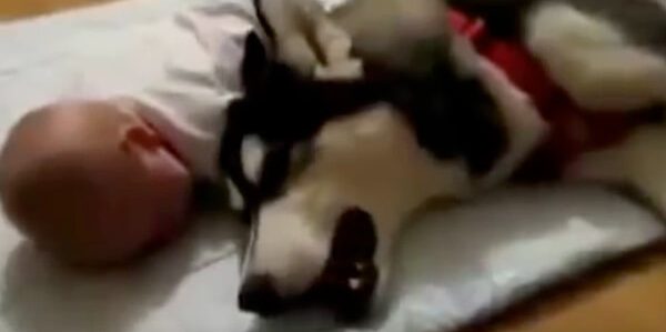 le blog des animaux domestique