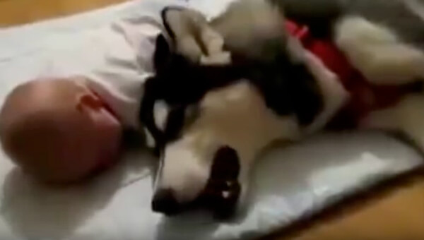 le blog des animaux domestique