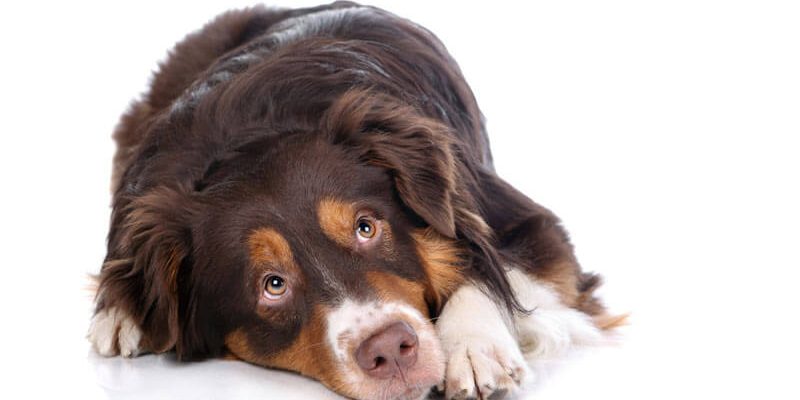 le blog des animaux domestique