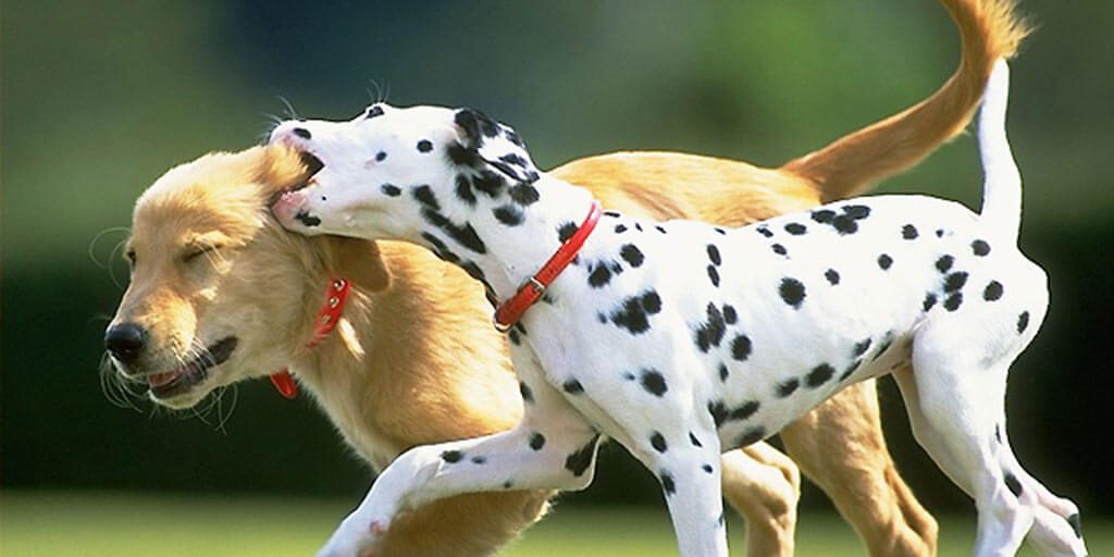 dispute-chien-bloblog Promenade de chien à Bruxelles, Dog Walking, Cat Sitting