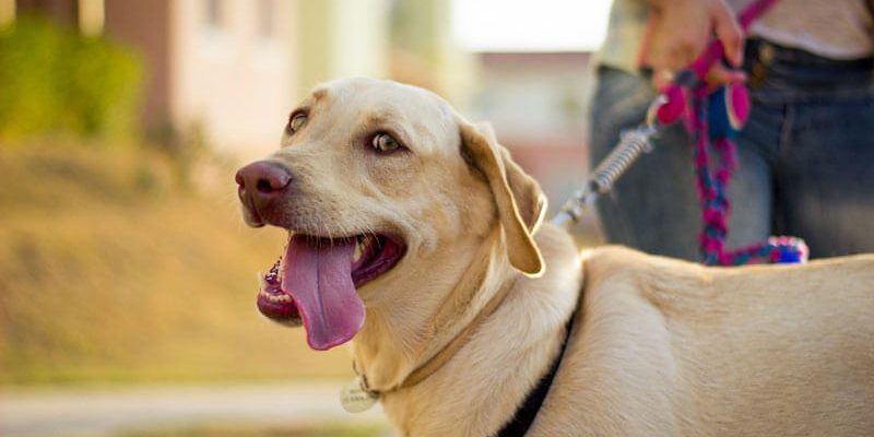 le blog des animaux domestique