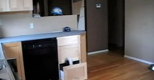 le blog des animaux domestique