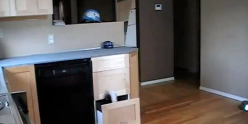 le blog des animaux domestique