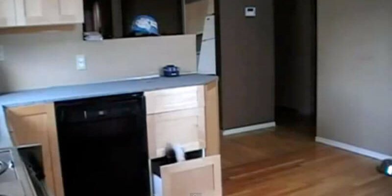 le blog des animaux domestique