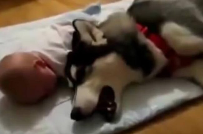 Promenade de chien à Bruxelles, Dog Walking, Cat Sitting