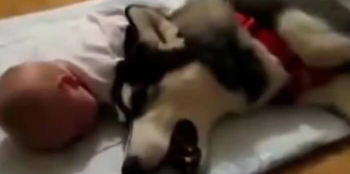 Promenade de chien à Bruxelles, Dog Walking, Cat Sitting