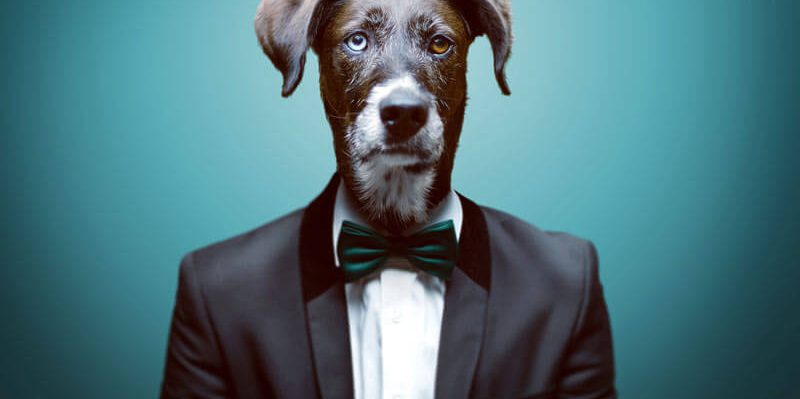 le blog des animaux domestique