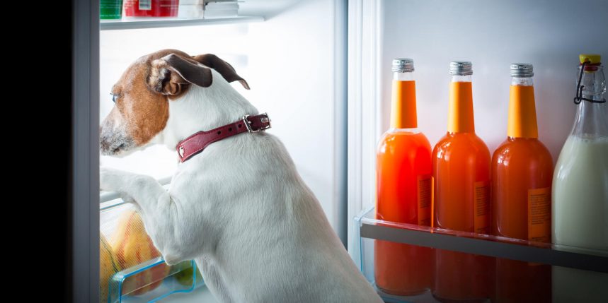 le blog des animaux domestique