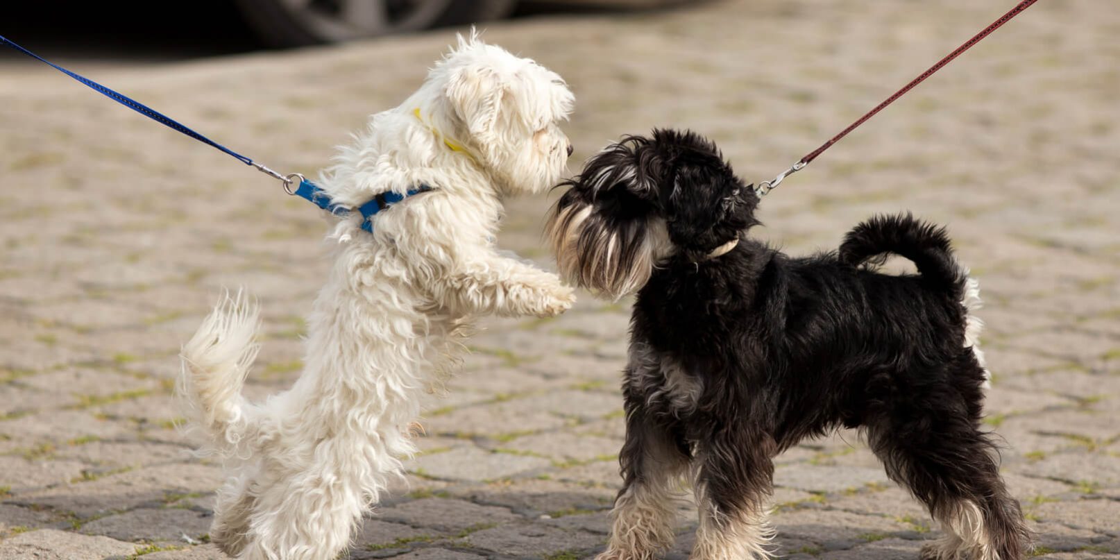 le blog des animaux domestique