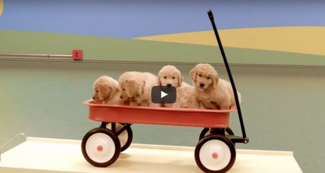 le blog des animaux domestique