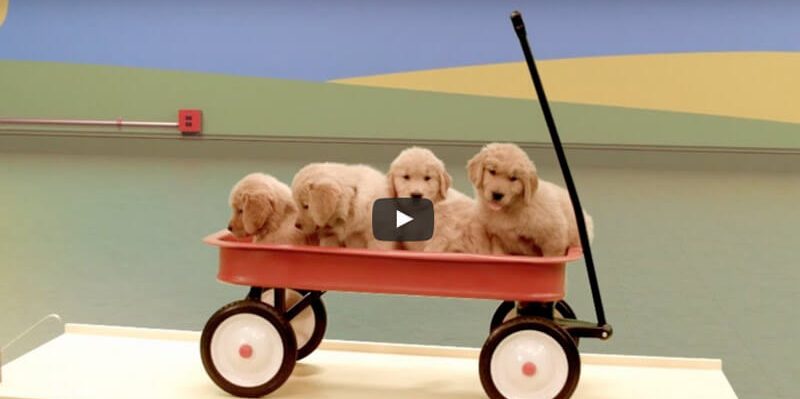 le blog des animaux domestique