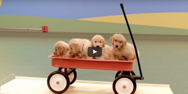 le blog des animaux domestique