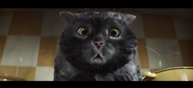 le blog des animaux domestique