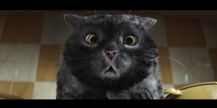 le blog des animaux domestique