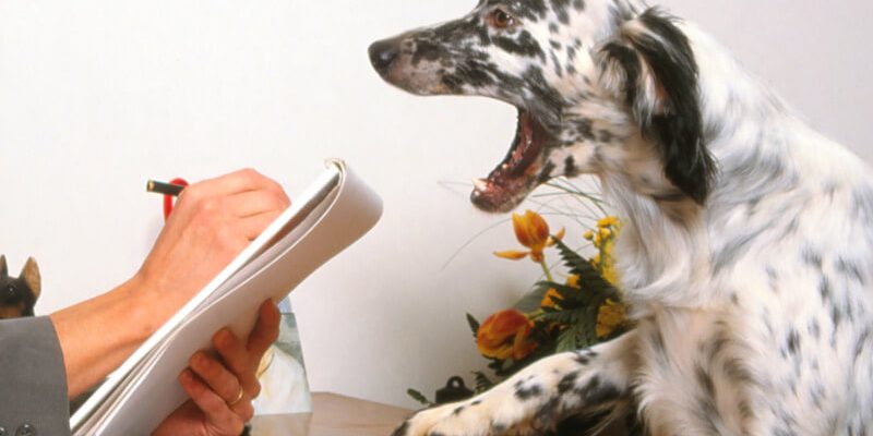 chien-psychologue-consultation le blog des animaux domestique